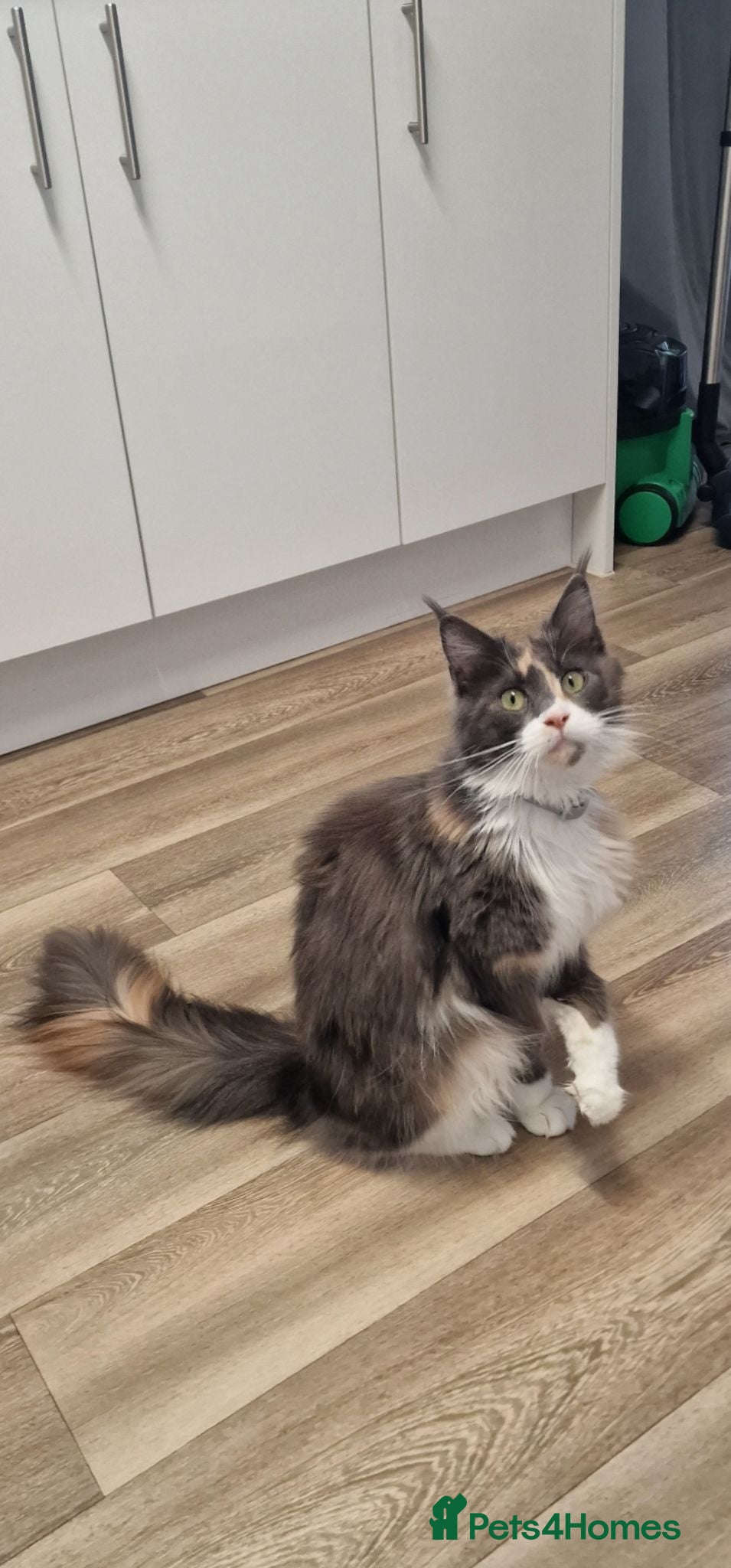 Maine Coon cats Female maincoon  - Advert 3