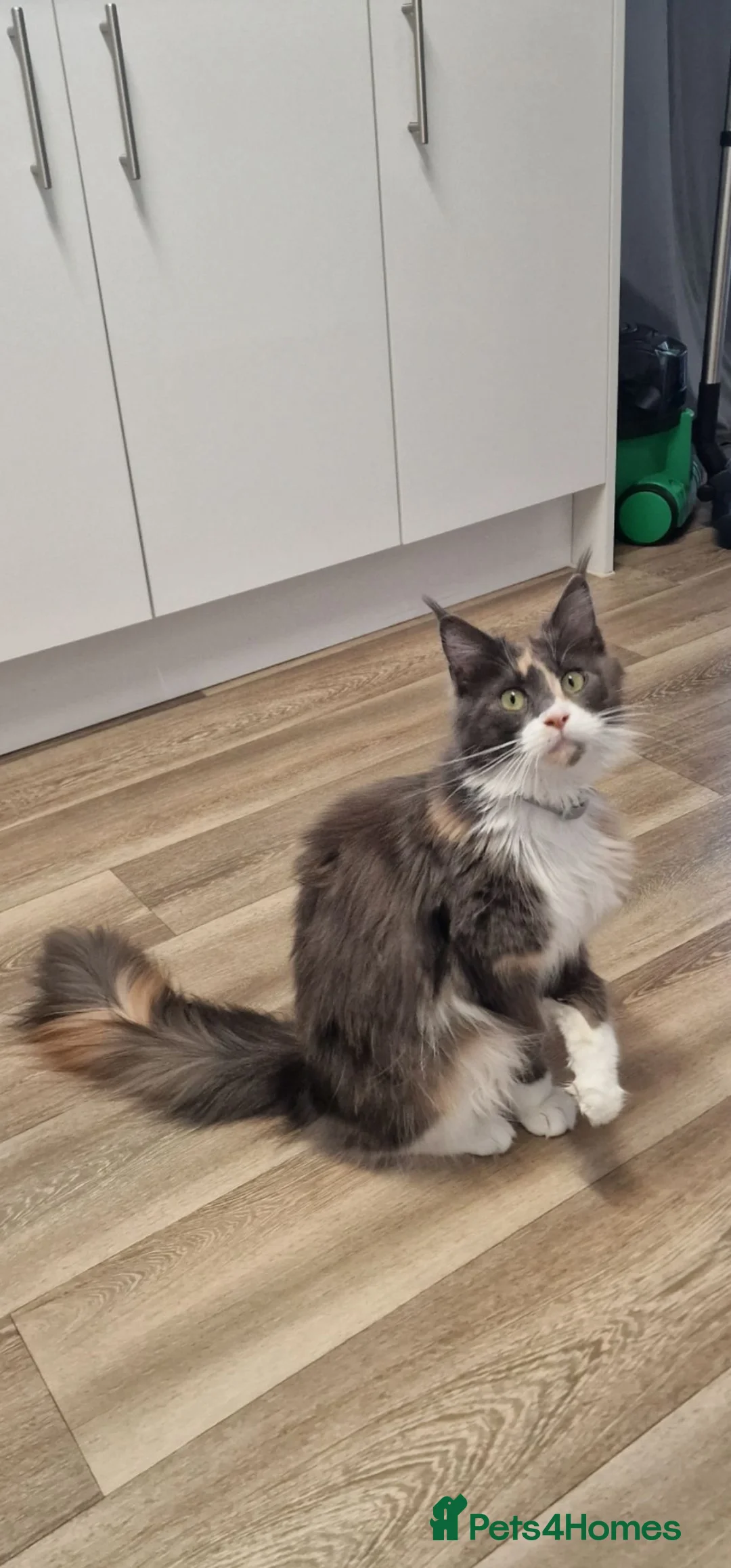 Maine Coon cats for sale: Female maincoon  - Advert 1
