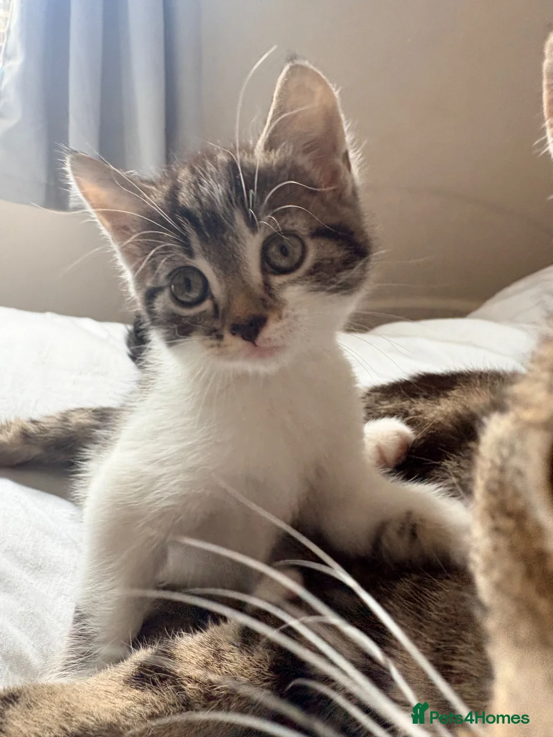 Mixed Breed cats for sale: Kittens  - Advert 2