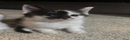 Ragdoll cats for sale: Fluffy Ragdoll-mixed kittens - Advert 17