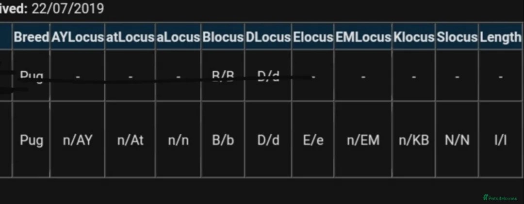Pug dogs for stud: FLUFFY PUG STUD Blue Choc Black Tan carrier Husky  in Halstead - Advert 32