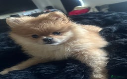 Pomeranian dogs for sale: Blue eye boy and Tiny golden girl poms ready now  - Image 3