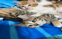 Domestic Shorthair cats for sale: Beautiful Kitten  - Image 4