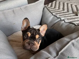 French Bulldog dogs 14 week old french bulldog - Advert 1