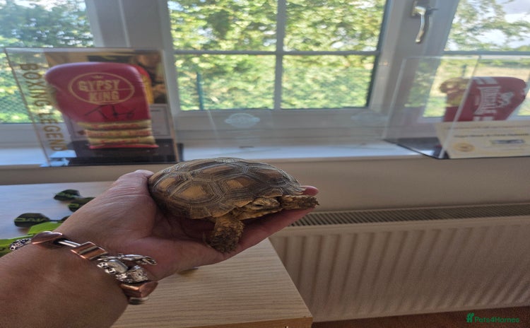 Tortoise reptiles - Advert 11