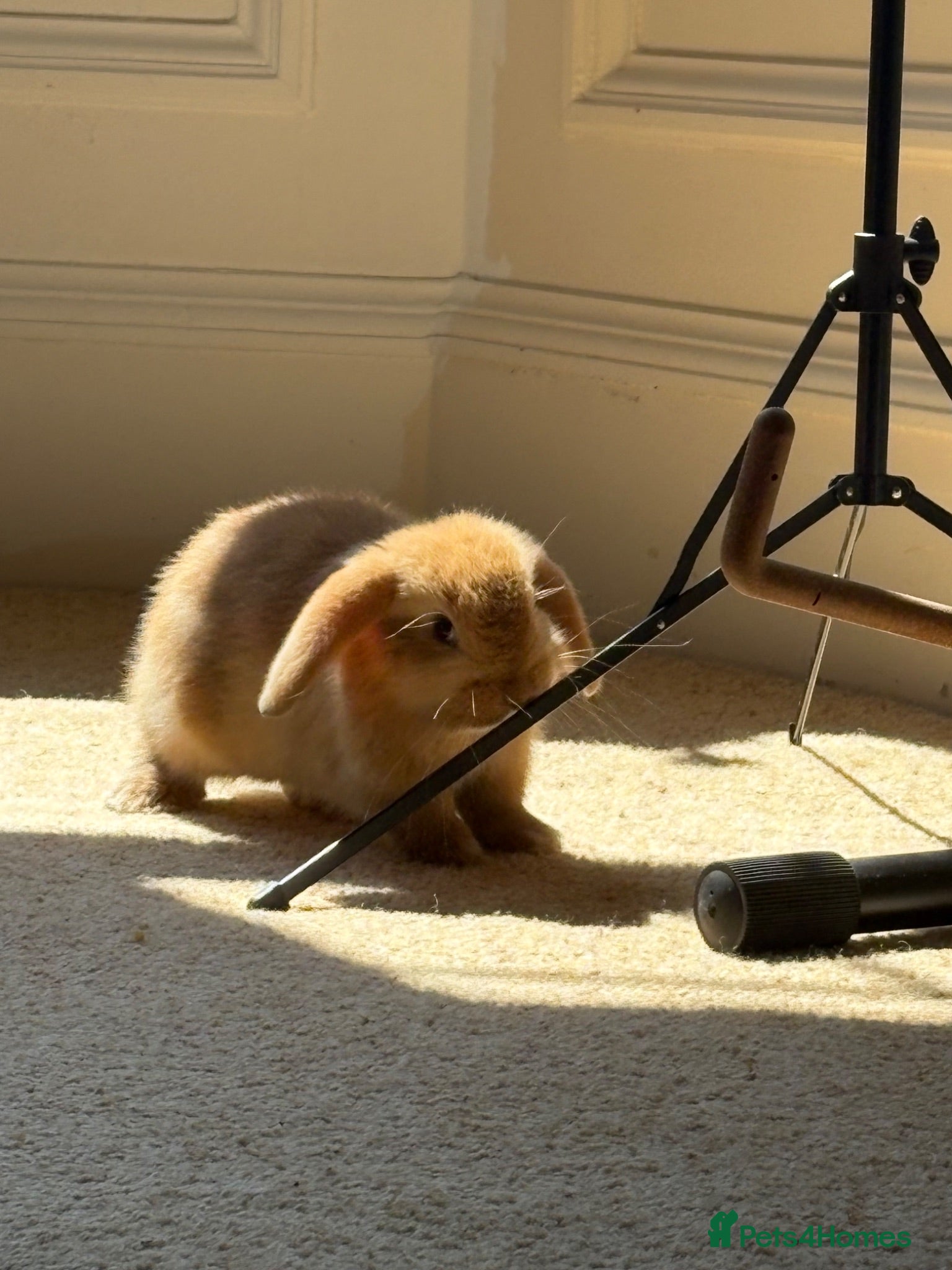 Mini Lop rabbits Ginger Mini Lop Baby - Advert 1