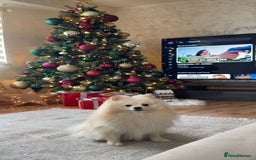 Pomeranian dogs for sale: Loui (Boy) - Advert 2