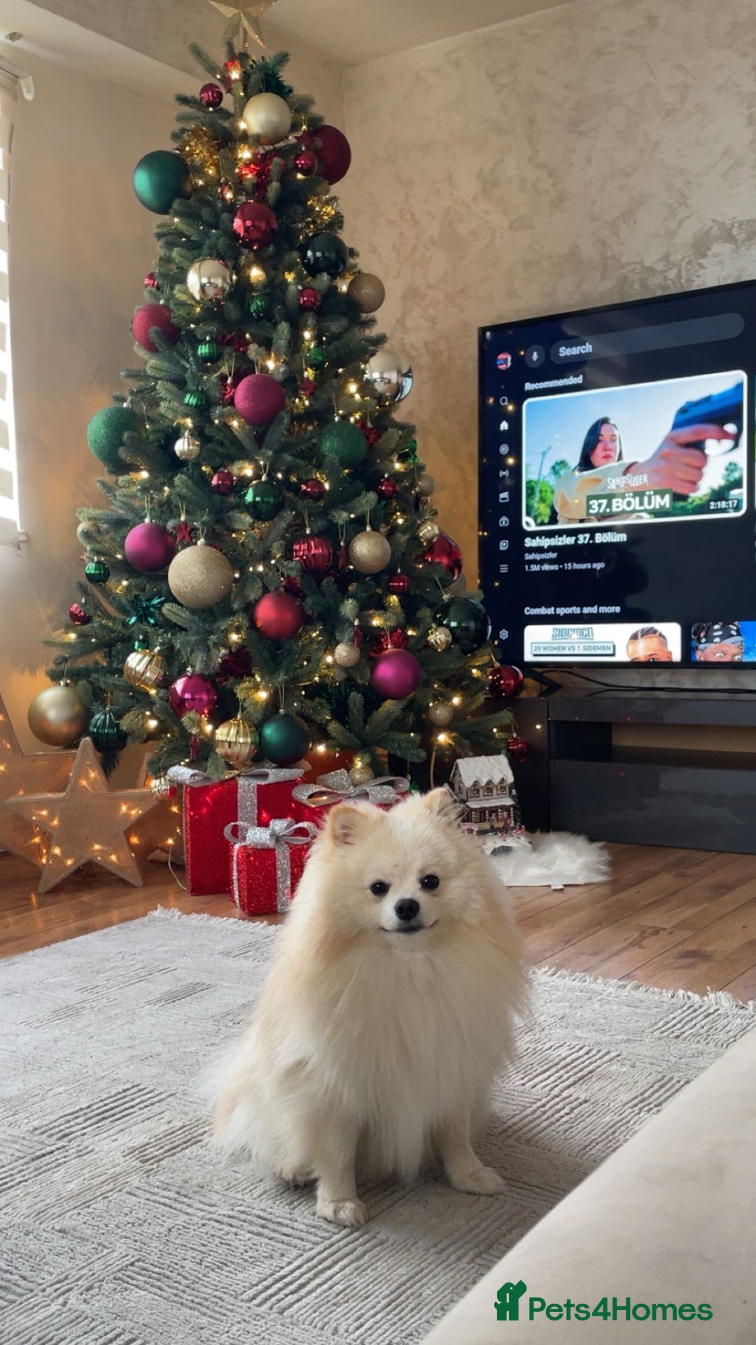Pomeranian dogs for sale: Loui (Boy) - Advert 2