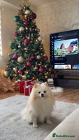 Pomeranian dogs Loui (Boy) - Advert 2