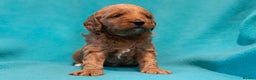Mixed Breed dogs for sale: Beautiful litter of Australian labradoodles  - Advert 22