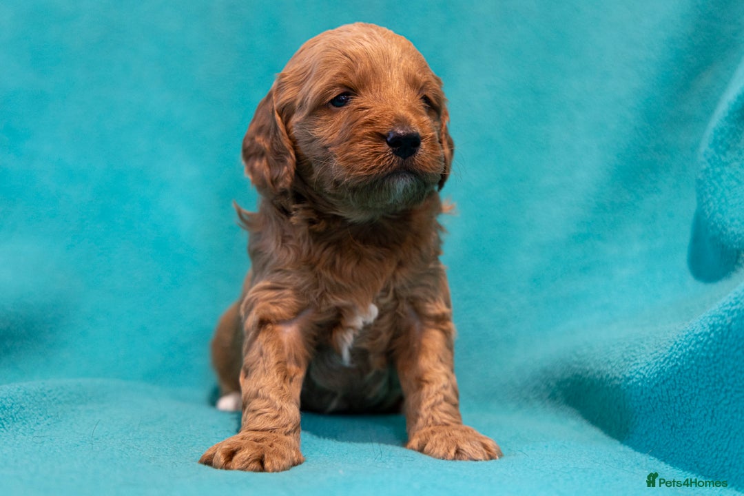 Mixed Breed dogs for sale: Beautiful litter of Australian labradoodles  - Advert 22