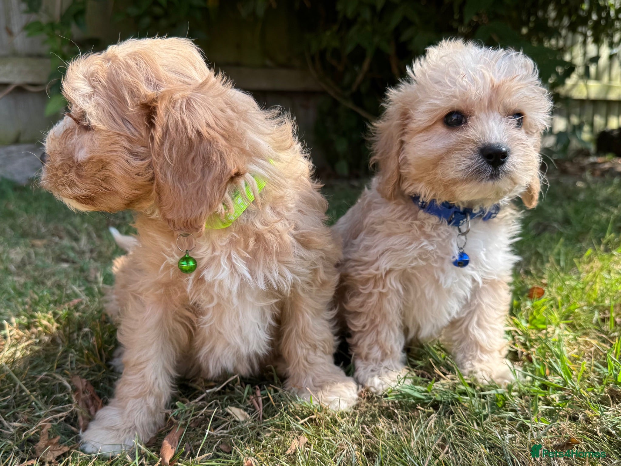 Cavapoo dogs Ready to leave in 6 days 🐾 - Advert 1