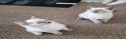British Shorthair cats for sale: Beautiful colour point B-shorthair ready to lewve - Advert 6
