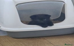 Mixed Breed cats for sale: Scottish Fold Kittens! Ready for loving home - Image 20