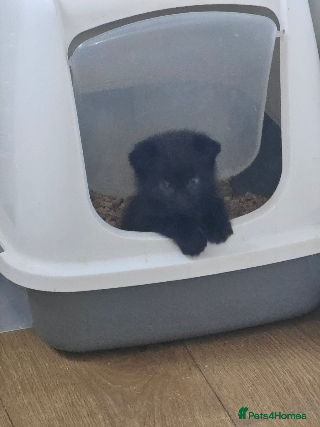 Mixed Breed cats for sale: Scottish Fold Kittens! Ready for loving home - Image 20