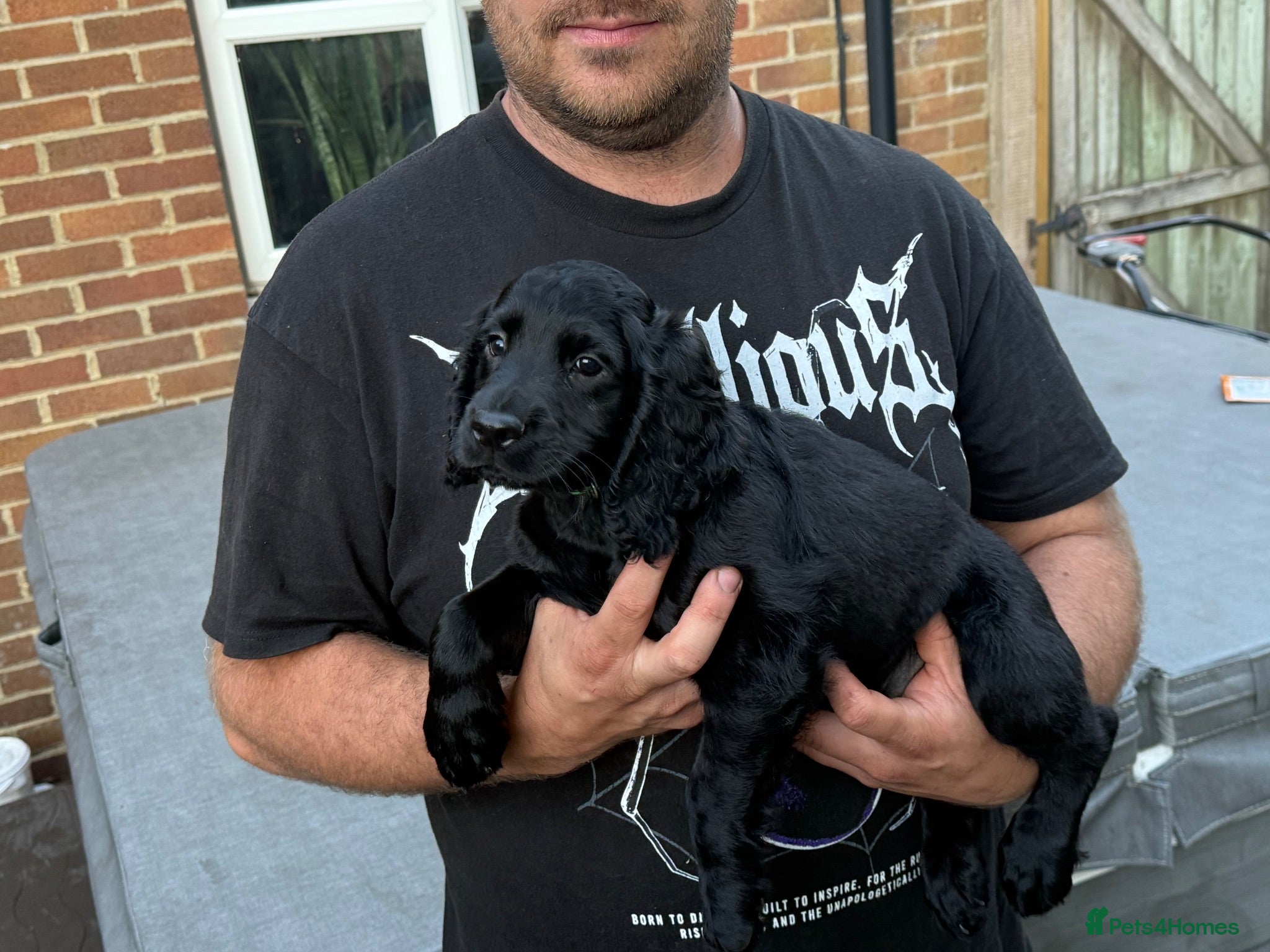 Cocker Spaniel dogs Working Cocker Spaniel puppies - ready to go!  - Advert 2