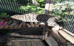 Savannah cats for sale: F5 Full Pedigree Tica Registered Girl Kitten - Image 14