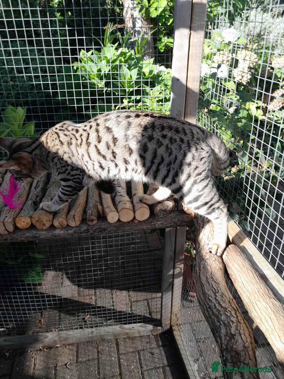 Savannah cats for sale: F5 Full Pedigree Tica Registered Girl Kitten - Image 14