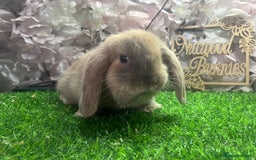 Mini Lop rabbits for sale: Pure mini lop  - Image 2
