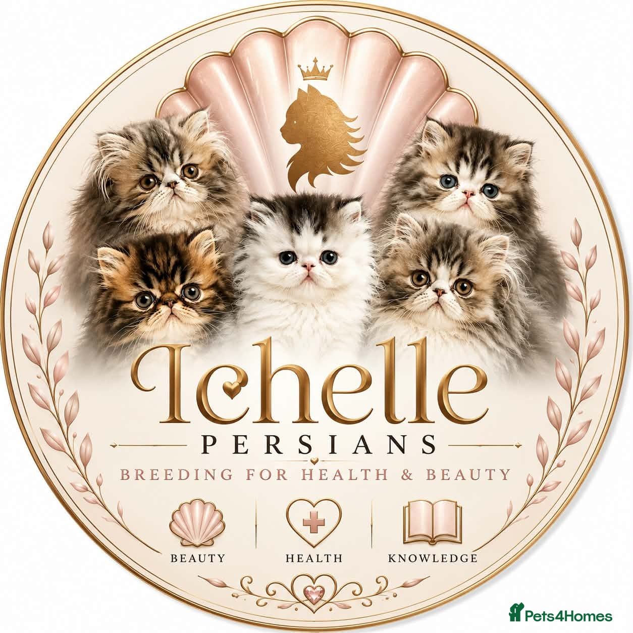 Persian cats Registered Pure Persian Kittens  - Advert 2