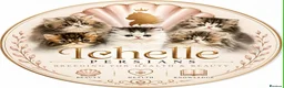 Persian cats for sale: Registered Pure Persian Kittens  - Advert 3
