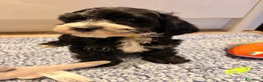 Havanese Puppy 1