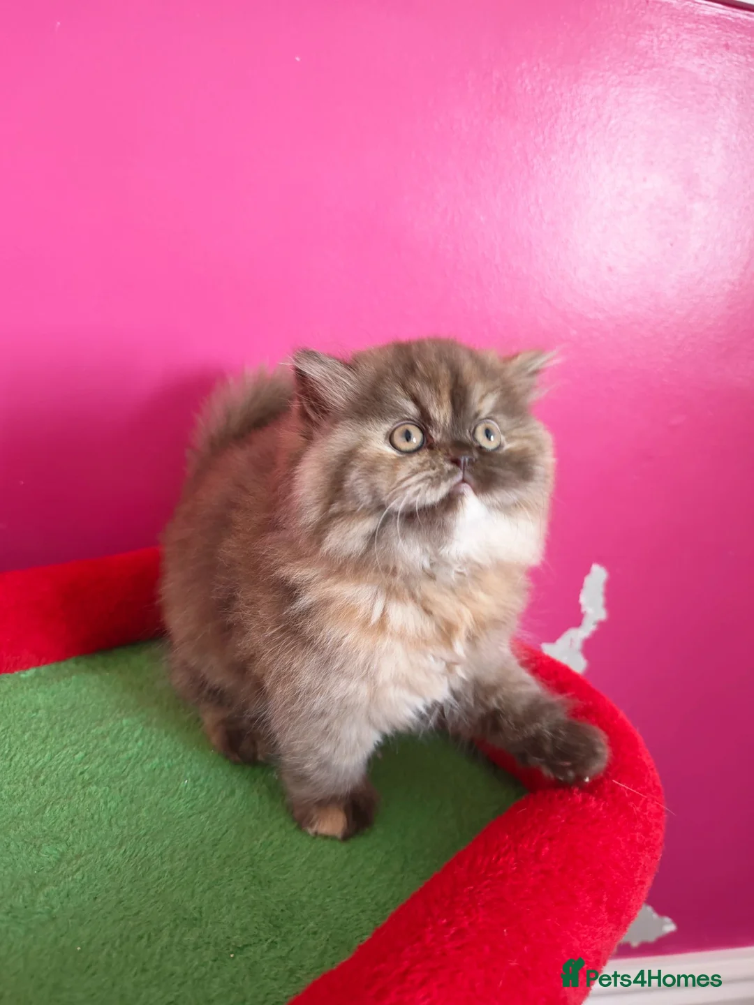 British Longhair cats for sale: British Longhair Chocolate tortie ready to leave  - Advert 1