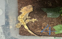 Gecko reptiles for sale: Baby crested geckos Birmingham - Advert 5