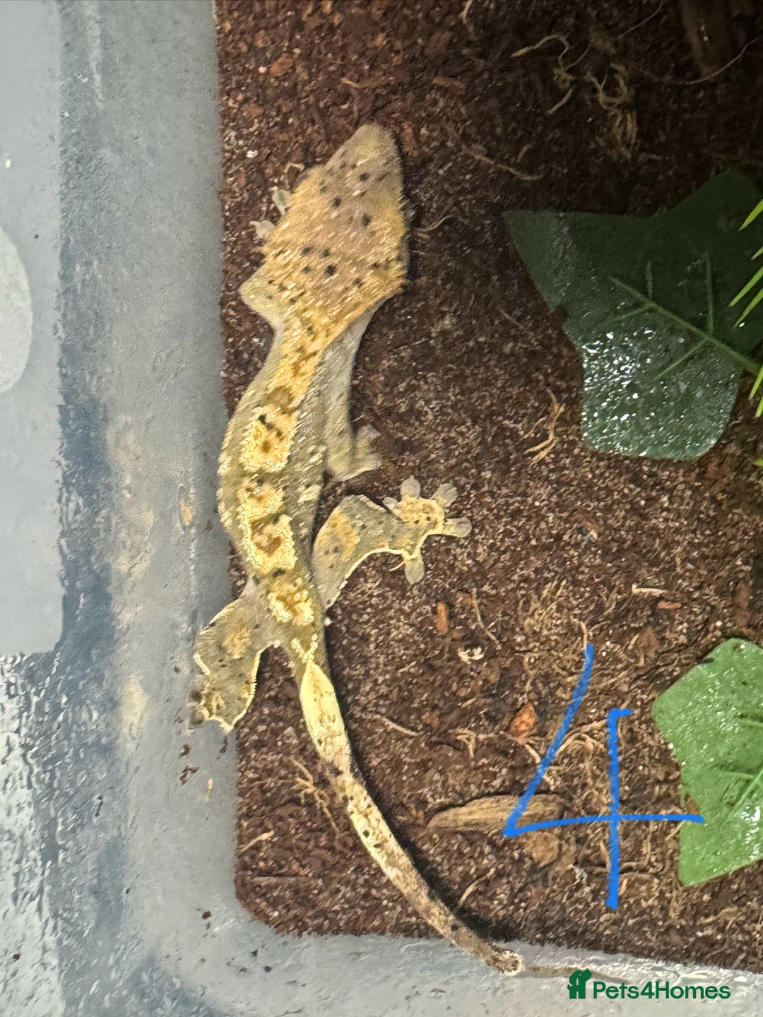 Gecko reptiles for sale: Baby crested geckos Birmingham - Advert 5