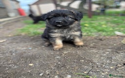 German Shepherd dogs for sale: German shepherd puppies  - Image 13