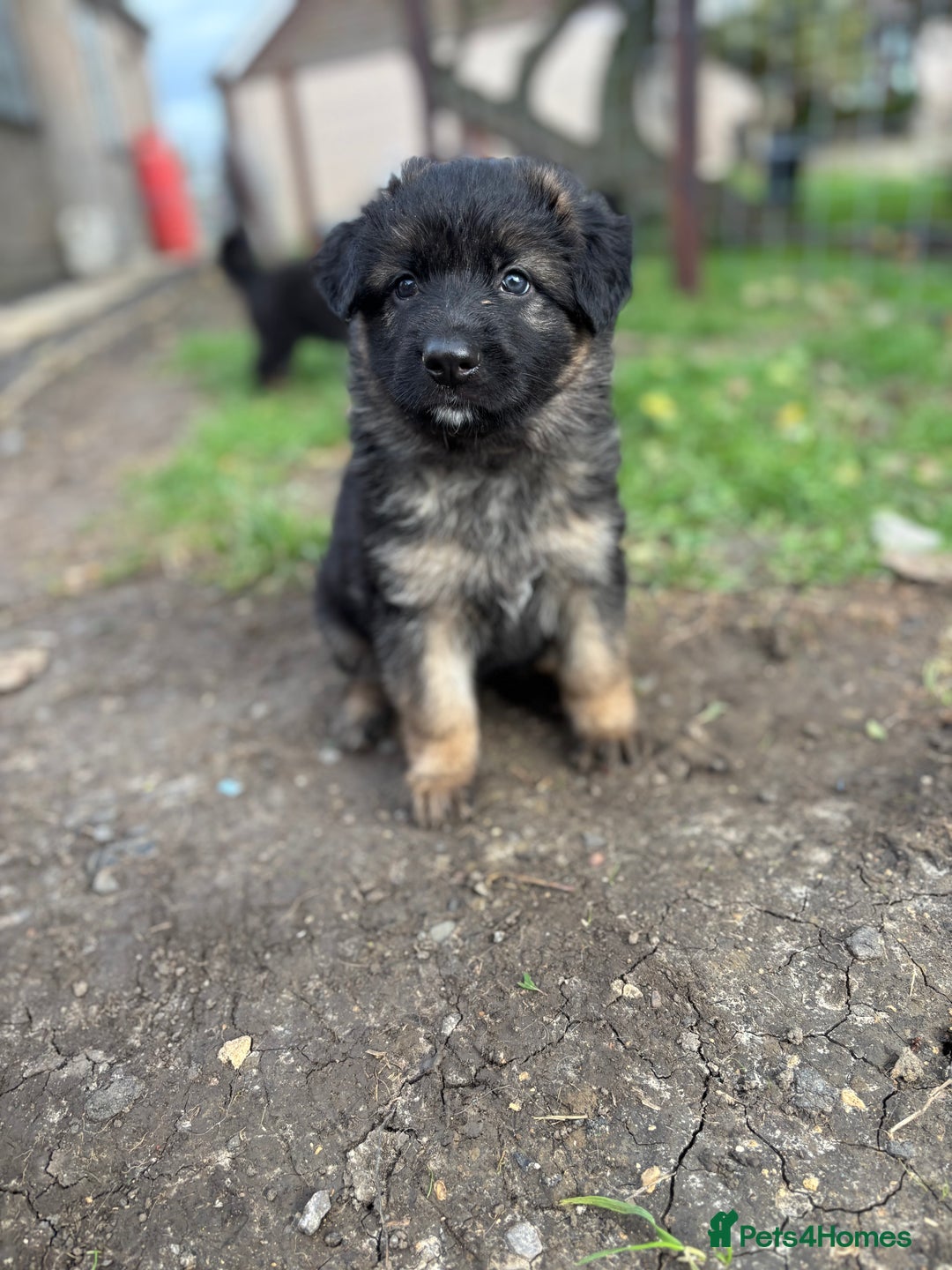 German Shepherd dogs for sale: German shepherd puppies  - Image 13