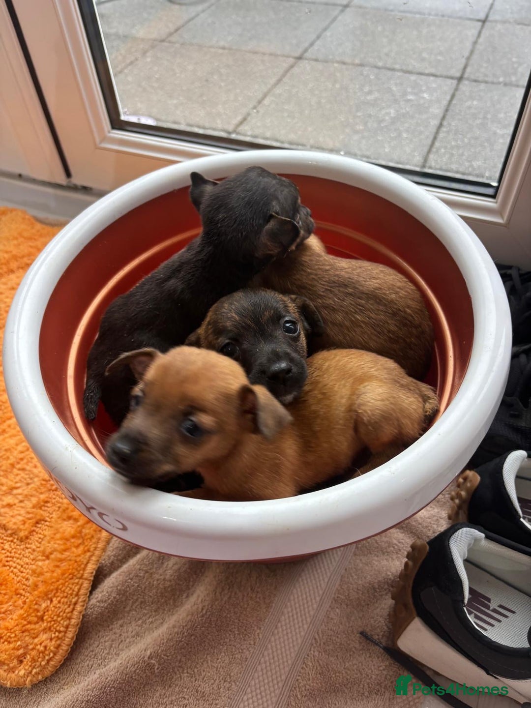 Jack Russell dogs for sale: Beautiful jack russells - Advert 8