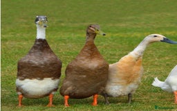 Ducks poultry for sale: Indian runners  - Image 1