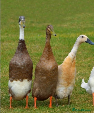 Ducks poultry - Advert 2