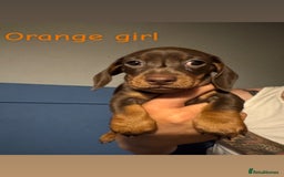 Miniature Dachshund dogs for sale: 4 beautiful miniature dachshund puppies - Image 5