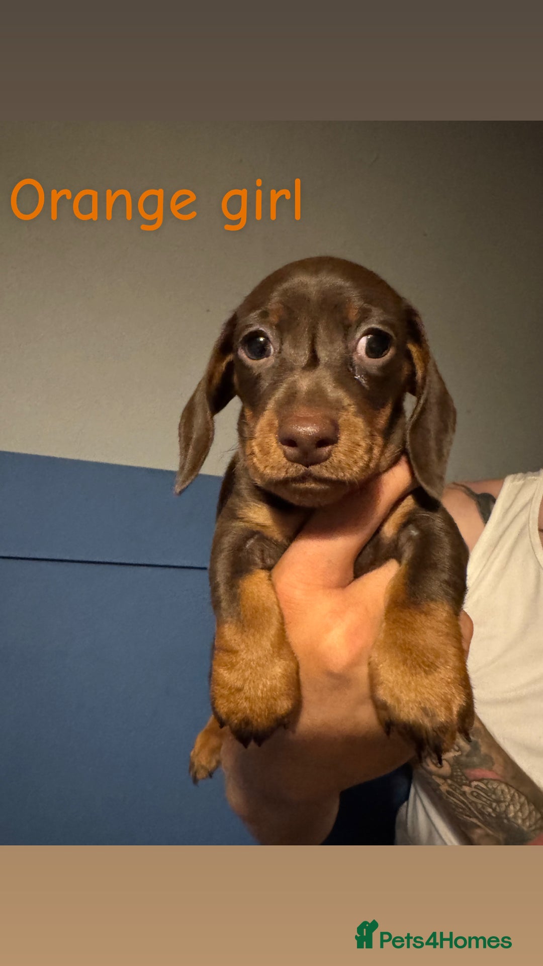Miniature Dachshund dogs for sale: 4 beautiful miniature dachshund puppies - Image 5