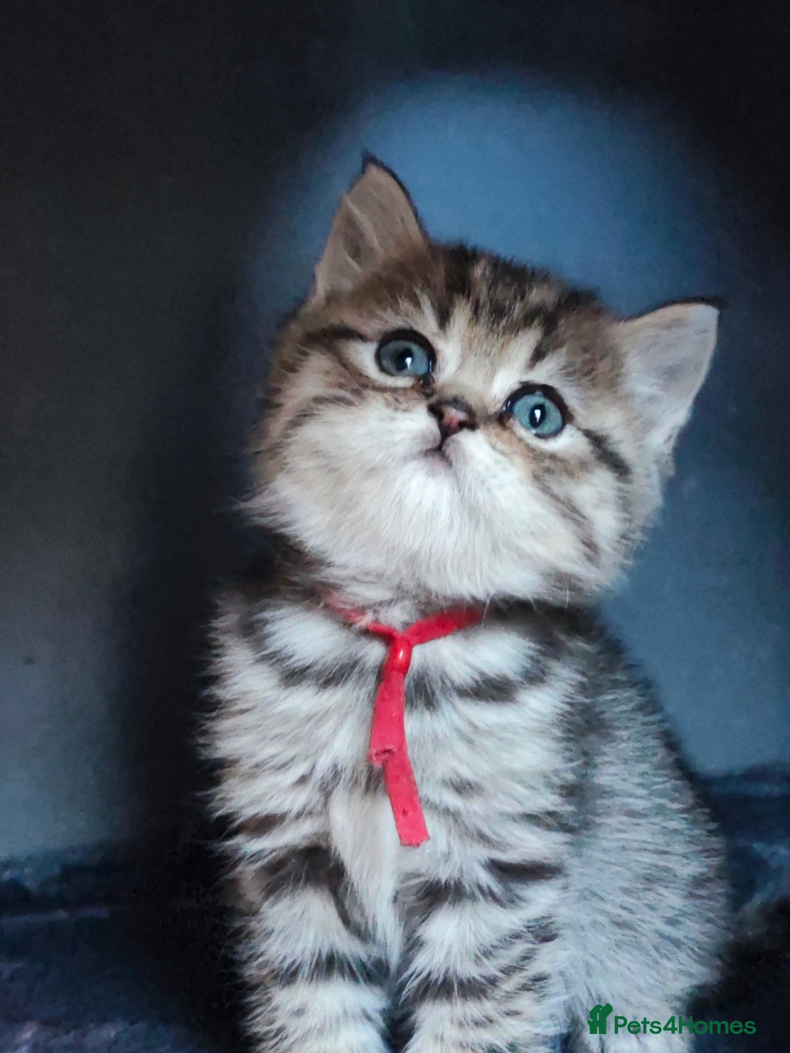 British Longhair cats BLH Adorable unique kittens TICA - Advert 9