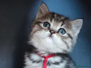 British Longhair cats BLH Adorable unique kittens TICA - Advert 9