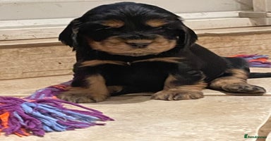 Cocker Spaniel dogs - Advert 1