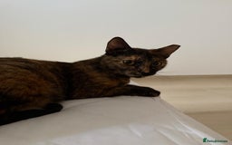 Mixed Breed cats for adoption: ARTI -AFFECTIONATE FUN GIRL SPAYED VACCINATED - Image 5