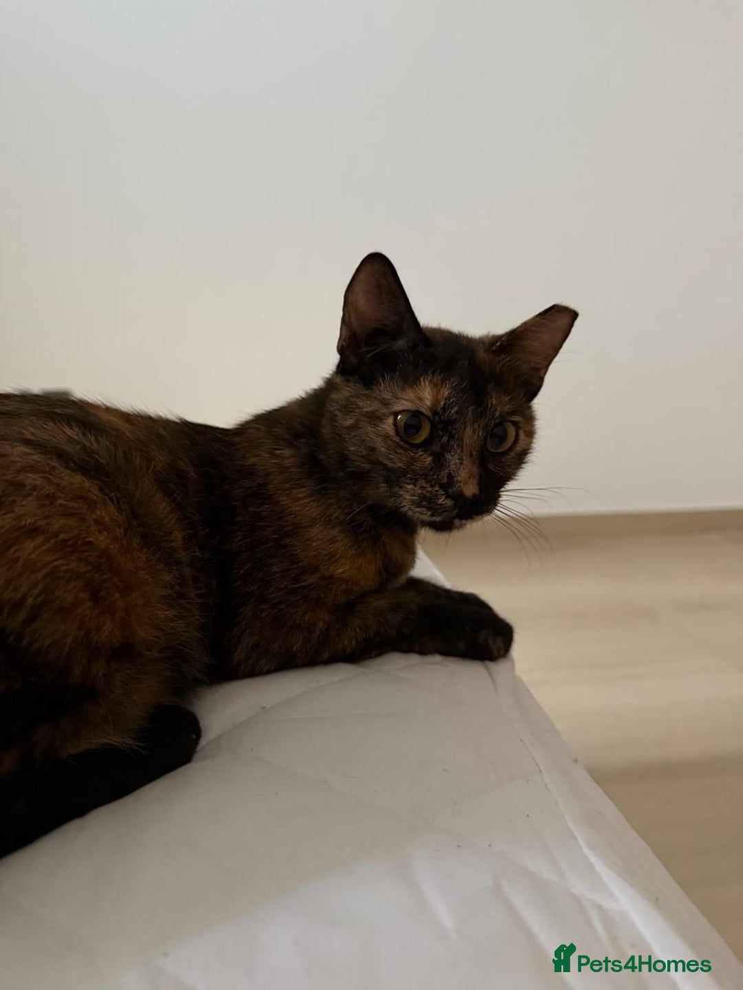 Mixed Breed cats for adoption: ARTI -AFFECTIONATE FUN GIRL SPAYED VACCINATED - Image 5