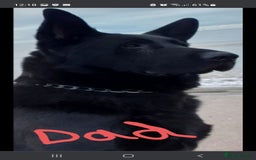 German Shepherd dogs for sale: Stunning blood line german shepherd puppy  - Image 17