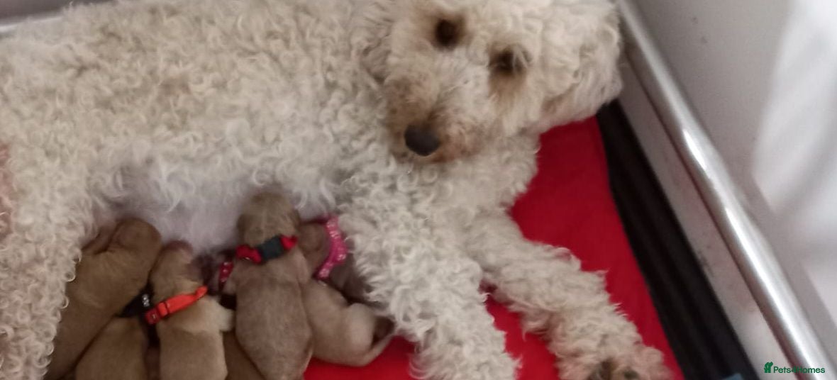 Miniature Poodle dogs Beautiful miniature poodle puppies ready now - Advert 3