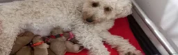 Miniature Poodle dogs for sale: Beautiful miniature poodle puppies ready now - Advert 1