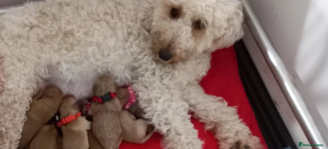 Miniature Poodle dogs for sale: Beautiful miniature poodle puppies ready now - Advert 1