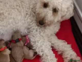 Miniature Poodle dogs Beautiful miniature poodle puppies ready now - Advert 1