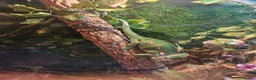 Chameleon reptiles for sale: Male yeman chameleon 7 months old + full set+extra - Advert 2