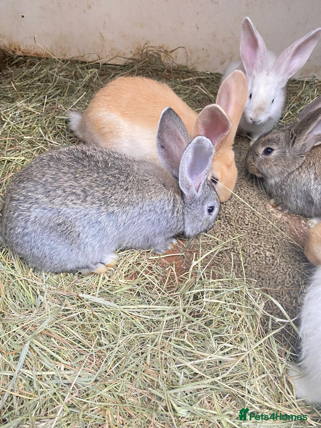 Continental Giant rabbits for sale: Continental Giant Baby Rabbits Ready to go - Image 2
