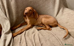 Hungarian Vizsla dogs for sale: Last, but best in litter, to go in Hove - Image 22