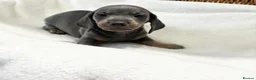 Miniature Dachshund dogs for sale: Miniature dachshund puppies - Advert 5